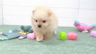 ポメラニアンの動画01