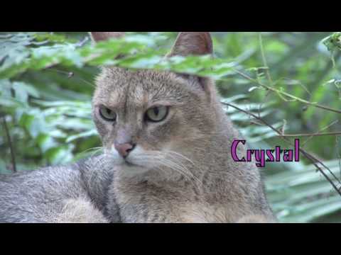 download lagu mp3 mp4 Jungle Cat, download lagu Jungle Cat gratis, unduh video klip Jungle Cat