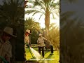 Bring Timeless Elegance To Your Outdoor Space Washingtoniapalm Palmstrees Thedatemoasis Dubai