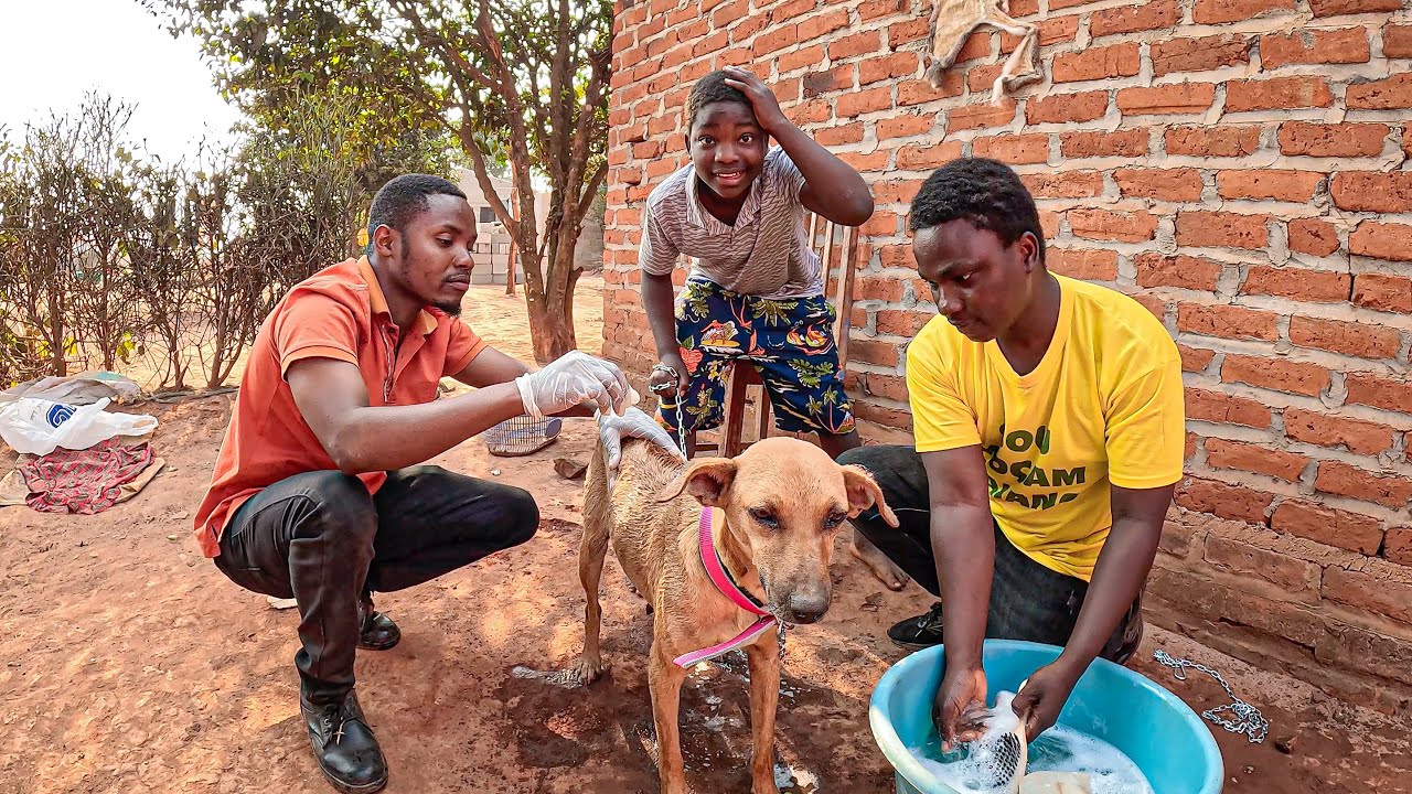 Cuidando dos Cachorros de Casa e isso Graças ao Brasil🇧🇷