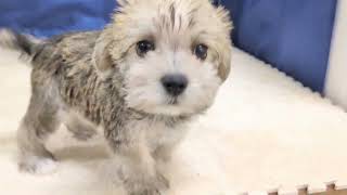 ハーフ犬の動画01