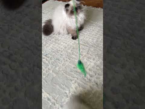 #himalayan #persiankitten #exoticshorthair