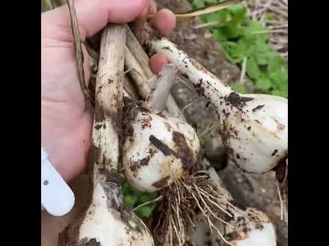 Garlic Harvest 2023