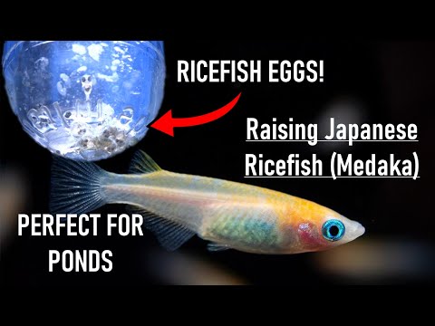 Hatching and Raising JAPANESE RICEFISH! | How To Breed Medaka-Oryzias Latipes
