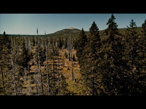 Wild. Bewegend. Vielfältig. Der Nationalpark Bayerischer Wald