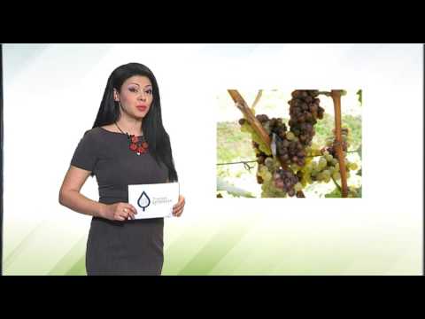 Zelena prognoza, 20.3.2017. - O utvrđivanju prisustva azijske voćne mušice