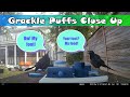 Close Up Grackle Puffs