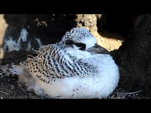 Red-tailed Tropicbird Landing