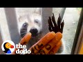 Raccoon Brings Her Babies To Meet Her Human Best Friend Every Year | The Dodo