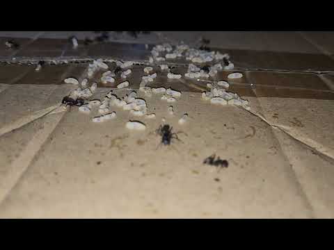 Cardboard Boxes Full of Carpenter Ants in Mantoloking, NJ