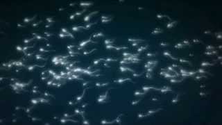 BEBEĞİN CİNSİYETİNİ BELİRLEYEN SPERM HÜCRELERİDİR