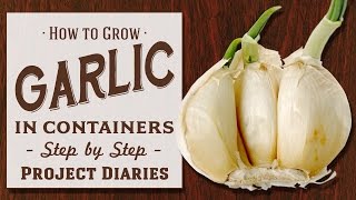 ★ How to: Grow Garlic in Containers (Step by Step Guide)