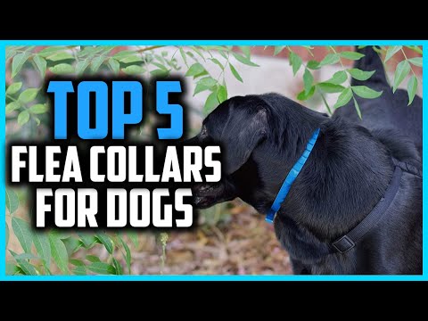 ✅ Top 5 Best Flea Collars for Dogs in 2022
