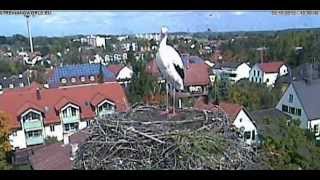 preview picture of video 'Markt Schwaben,ein beringter, fremder Storch steht im Nest.'