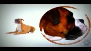 Dogs 101   Boxer