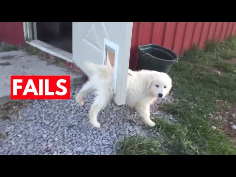 20+ Minutes of FUNNY Pet Fails 2026
