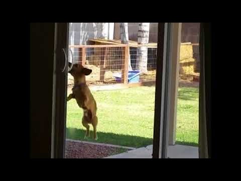 This little dog opening a sliding door is the most inspiring thing you'll see today.