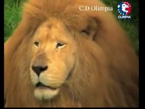 Canción de Olimpia De Honduras