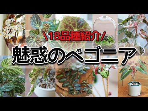 マクラータベゴニアの管理方法は？緑の親指を持っていない人にとって理想的な植物です。  庭園