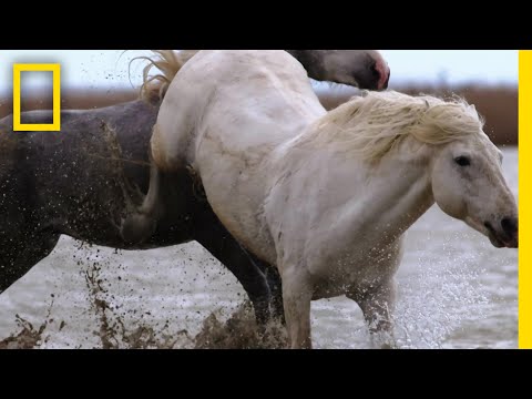, title : 'フランスの湿地帯を駆ける野生の白馬 | ナショジオ'