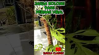 Download lagu JANDA BOLONG YANG PERNAH VIRAL | RAKKA CLASSIC#shorts mp3