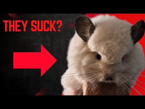 Why chinchillas suck as pets!!