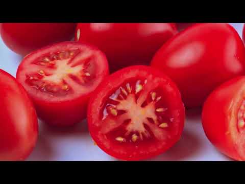 Tomaten – fra jord til bord