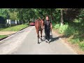 Goffs London Sale Walking Video No More Regrets