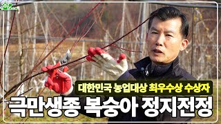 복숭아 정지전정 자세하게 다 알려드립니다! ㅣ 대한민국 농업대상 최우수상 수장자ㅣ극만생종 복숭아 정지전정
