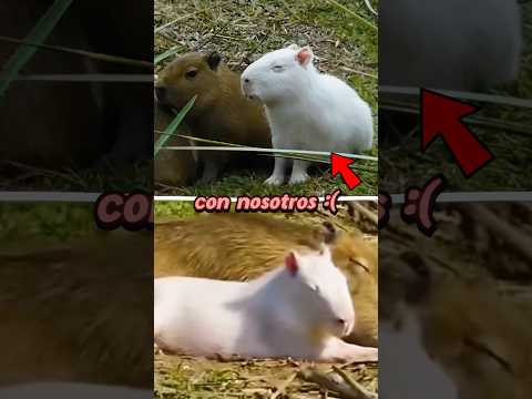 El capibara blanco de 0.01% de chance ya no está con nosotros #shorts #opentracks