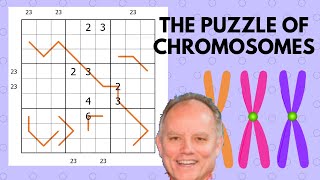 The Puzzle of Chromosomes