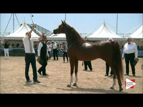 N.139 ABHA QATAR - Menton 2016 - Stallions 8+ years old (Class 10)