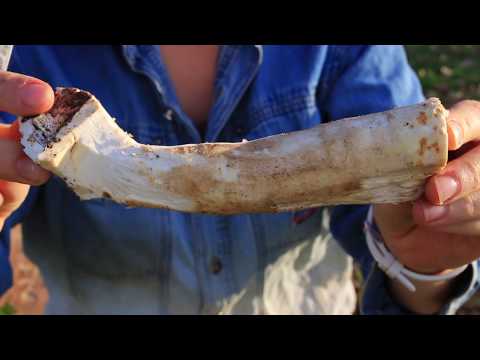 How to Harvest & Prepare Horseradish - plus its benefits! (Do you know how incredible it is?)