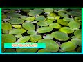 Mini Water Lettuce Floating Aquarium Plant