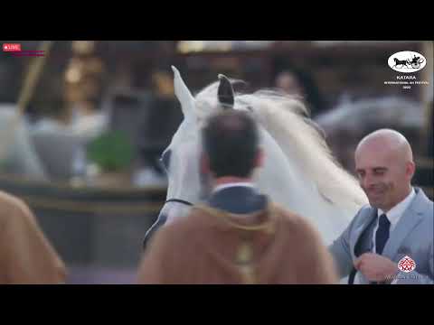 N 400 MAGNA MS   Katara Int  Arabian Horse Festival 2022   Mares 7 10 Years Old Class 8