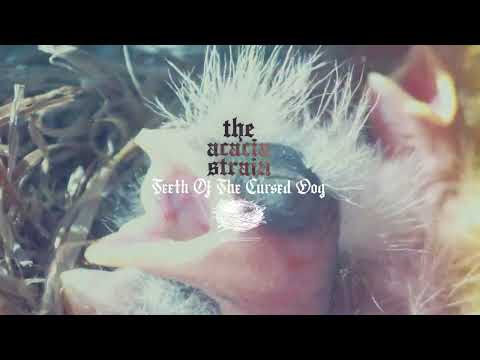 Video thumbnail for TEETH OF THE CURSED DOG
