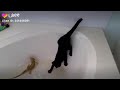Karakattam Comedy Video And Vadivel Comedy Video Cat Full Enjoy 2