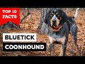 Bluetick Coonhound - Top 10 Facts