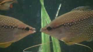 ostias entre 2 gurami macho