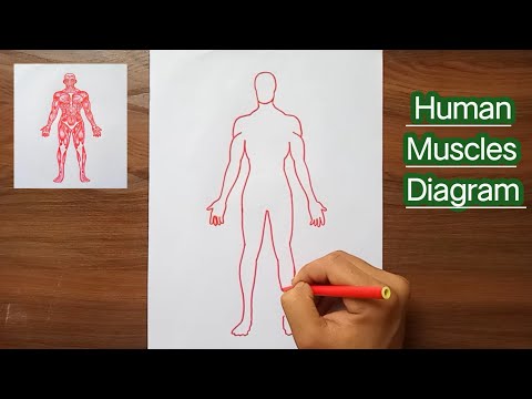 Muscular System Anatomy Diagram || Human muscle drawing || @theanatomylab