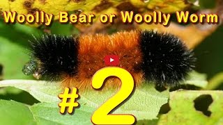 preview picture of video 'Can Woolly Worm Predicting Winter Weather?'
