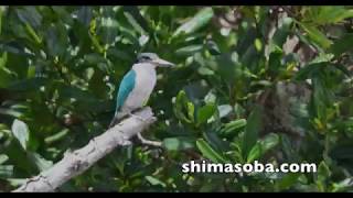 まだいる漫湖のナンヨウショウビン(動画あり)