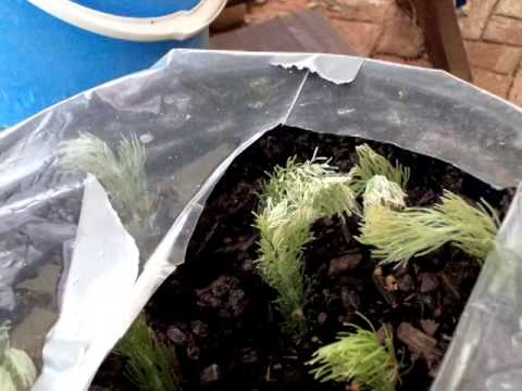 download lagu mp3 mp4 Woolly Bush Dying, download lagu Woolly Bush Dying gratis, unduh video klip Woolly Bush Dying
