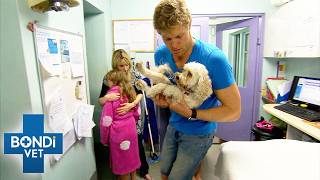 Dog Badly Injured Jumping Out Of Moving Car | Bondi Vet Double Episode
