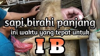 Download lagu WAKTU IB YANG TEPAT PADA KASUS SAPI BIRAHI PANJANG #inseminasisapi #repeadbreeding mp3