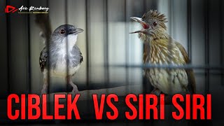 Download lagu MASTERAN SIRI - SIRI VS CIBLEK KRISTAL mp3 Download lagu MASTERAN SIRI - SIRI VS CIBLEK KRISTAL mp3