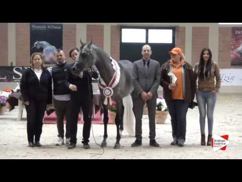 2ND-N.64 SAHAM EL ARAB - Milan 2016 - Colts Championship (Class 18)
