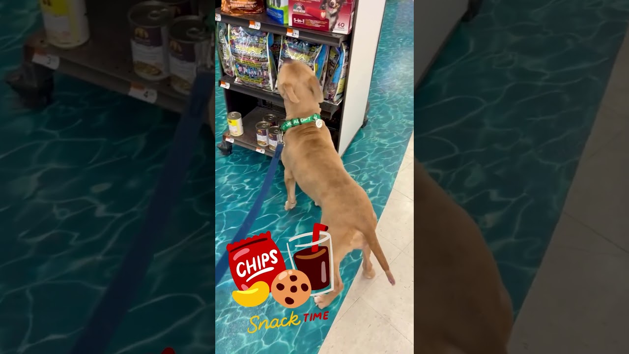 Enlarge Amelia, a ADOPTABLE Pit Bull Terrier in Annapolis, MD video 3/6