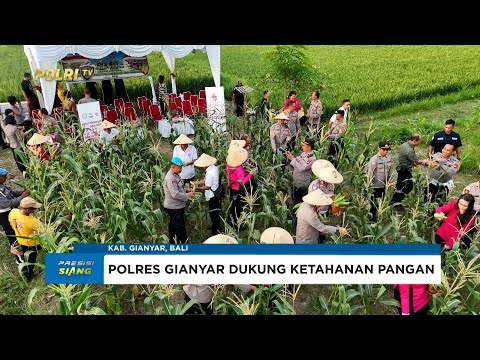 POLRES GIANYAR PANEN JAGUNG PROGRAM KETAHANAN PANGAN