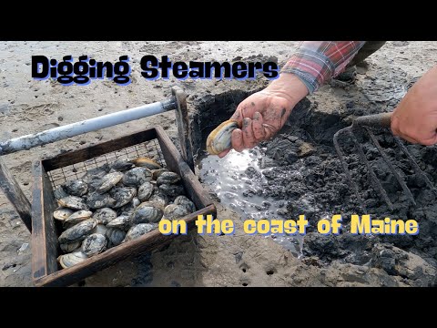 Digging Steamers on the coast of Maine